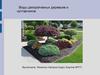 Виды декоративных деревьев и кустарников