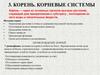 Корень. Корневые системы высших растений