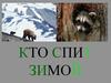 Кто спит зимой
