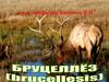 Бруцеллёз. Историческая справка, распространение, степень опасности и ущерб
