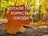 Опале листя: користь чи шкода?