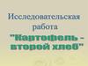 Исследовательская работа "Картофель - второй хлеб"