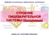 Строение пищеварительной системы (дополнение)