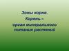 Зоны корня растения