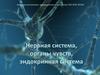 Нервная система, органы чувств, эндокринная система
