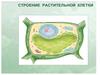 Строение растительной и животной клетки