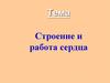 Работа и строение сердца