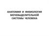 Анатомия и физиология мочевыделительной системы человека