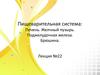 Пищеварительная система. Печень. Желчный пузырь. Поджелудочная железа. Брюшина