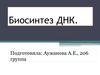 Биосинтез ДНК