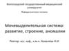 Мочевыделительная система: развитие, строение, аномалии