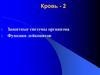 Физиология крови. Защитные системы организма. Функции лейкоцитов