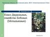 Класс Двудольные. Семейство Бобовые (Мотыльковые)