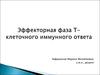 Эффекторная фаза Т-клеточного иммунного ответа