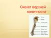 Скелет верхней конечности
