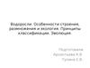 Водоросли. Особенности строения, размножения и экология. Принципы классификации. Эволюция