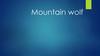 Mountain wolf