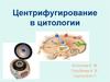 Центрифугирование в цитологии