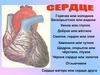 Работоспособность сердца