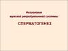 Физиология мужской репродуктивной системы. Сперматогенез