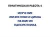 Практическая работа. Изучение цикла развития папоротника