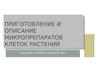 Приготовление и описание микропрепаратов клеток растений