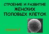 Строение и развитие женских половых клеток