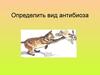 Определить вид антибиоза