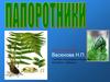 Настоящие папоротники