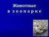 Животные в зоопарке