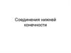 Cоединения нижней конечности