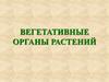 Вегетативные органы растений