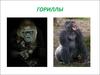 Гориллы