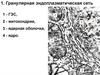 Гранулярная эндоплазматическая сеть