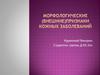 Морфологические, внешние признаки кожных заболеваний