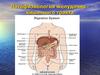 Патофизиология желудочно - кишечного тракта