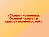 Скелет человека. Осевой скелет и скелет конечностей