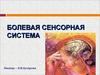 Болевая сенсорная система