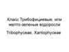 Желто-зеленые водоросли. Класс трибофициевые
