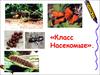 Класс насекомые