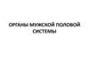 Органы мужской половой системы