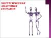 Хирургическая анатомия суставов