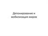 Депонирование и мобилизация жиров
