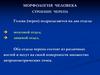 Морфология человека. Строение черепа
