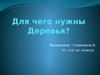 Виды деревьев. Польза деревьев для планеты