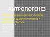 Антропогенез. Гипотезы возникновения человека. Сходство и различия человека и животных. (Часть 5)