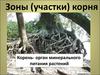 Зоны (участки) корня Корень- орган минерального питания растений