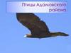 Птицы Адамовского района