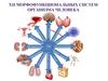 Двенадцать морфофункциональных систем организма человека