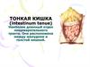 Тонкая кишка. Длина тонкой кишки у человека
